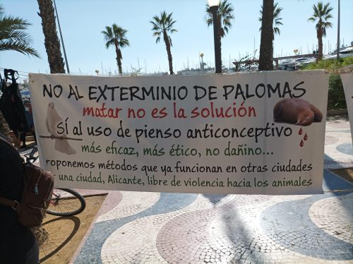 El Ayuntamiento de Alicante sigue sin dar la cara sobre el tema de las palomas