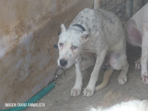 PACMA pide al ayuntamiento de los barrios intervenir en la rehala de perros de caza