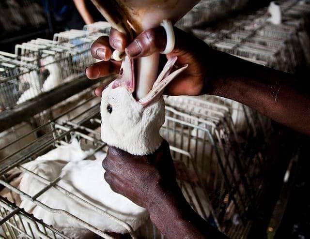 acto en Alicante contra la tortura extrema del foie gras