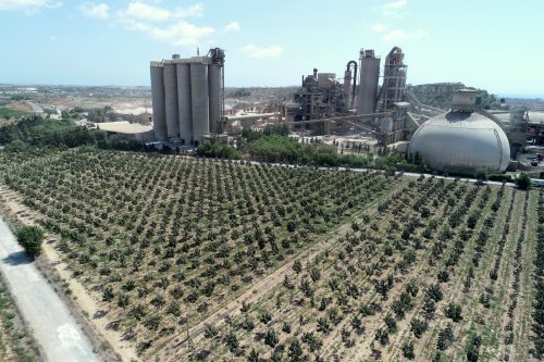 160 niños plantan paulownias en terrenos de la cementera en Alicante