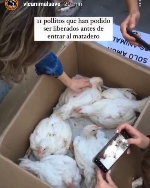 11 pollos bebés se salvan de un matadero