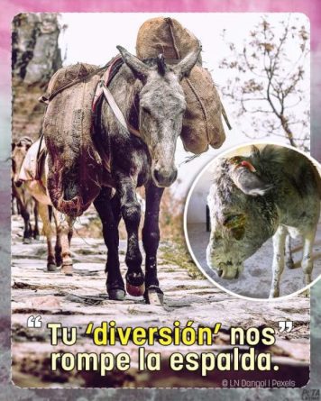 CRUELDAD CONTRA LOS CABALLOS COMO EN LA EDAD MEDIA