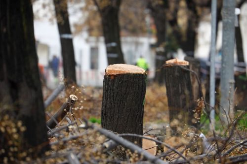 PACMA protesta por la anacrónica tala de árboles