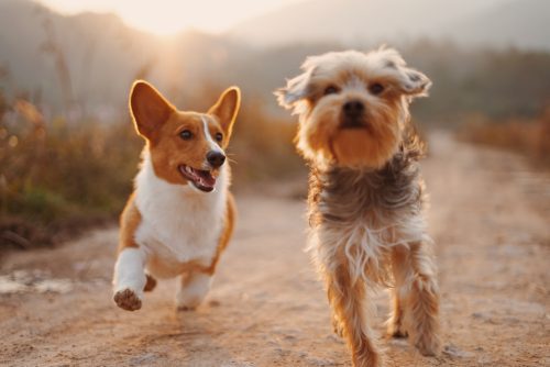 ¿Pueden Comer los perros arándanos?