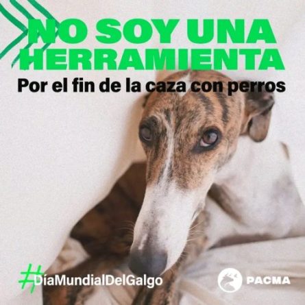 En el día del galgo, PACMA se pronuncia