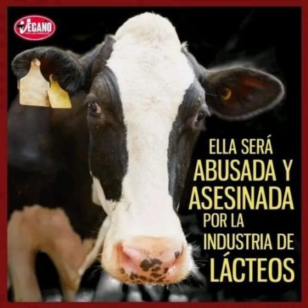 La bebida de soja cuesta más barata que la de vaca