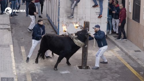 PACMA documenta la verdadera cara de los toros embolados en Castellón