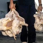 Vigilia de pollos la semana que viene frente al matadero de Algemesí