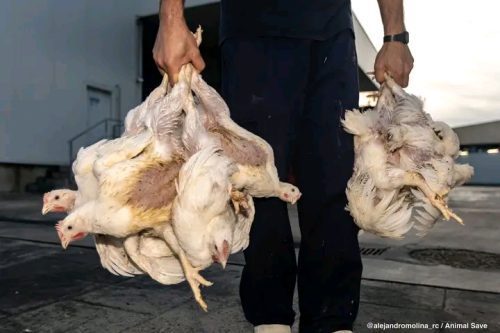 Vigilia de pollos la semana que viene frente al matadero de Algemesí