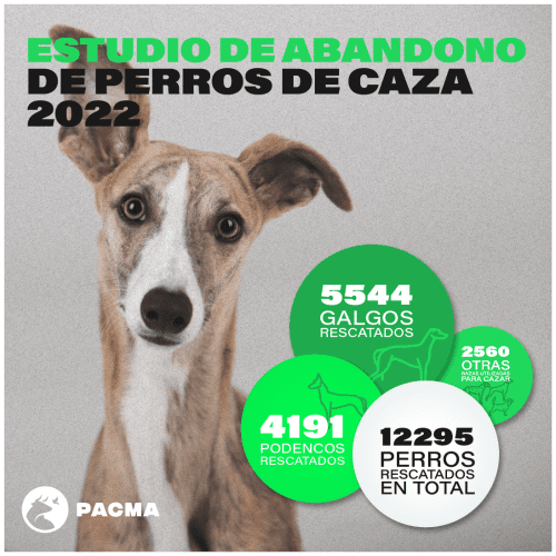 PACMA publica un estudio que cifra en más de 12.000 los perros de caza abandonados durante 2022 en España