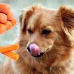 Perros: ¿Los perros pueden comer salchichas?