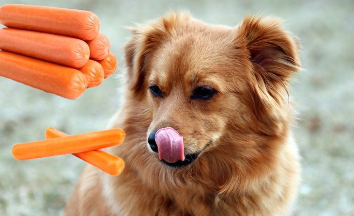 ¿Los perros pueden comer salchichas?