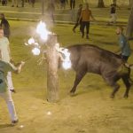 PACMA documenta el maltrato a los toros embolados en Bétera bajo la bandera de Compromís