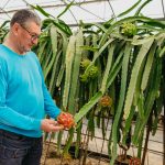 Un agricultor introduce con éxito el cultivo de la pitaya en el levante español