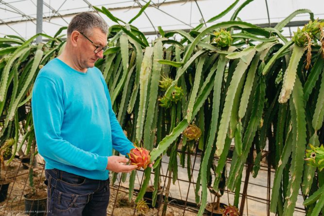 Un agricultor introduce con éxito el cultivo de la pitaya en el levante español