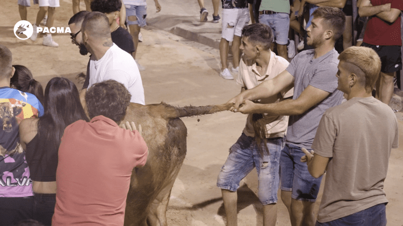 Alcohol y menores protagonizan los toros embolados de Godelleta este fin de semana