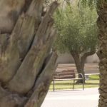 Calor extremo en Alicante: Más de Diez palmeras se desploman debido a las altas temperaturas