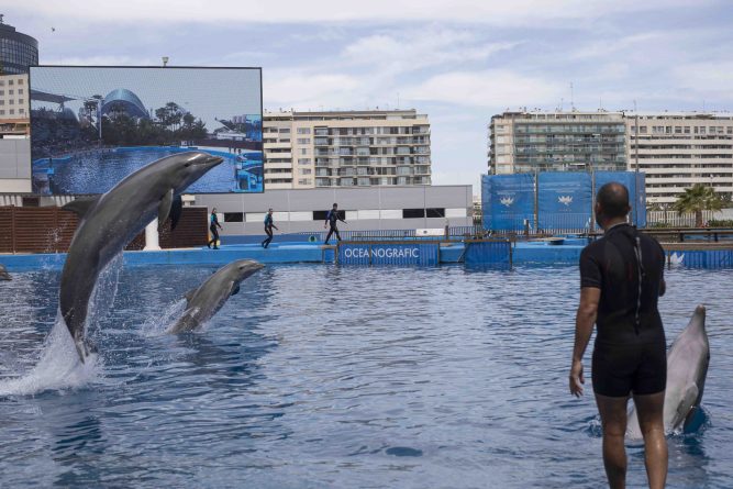 Protesta a las puertas del Oceanogràfic para acabar con la explotación de los delfines