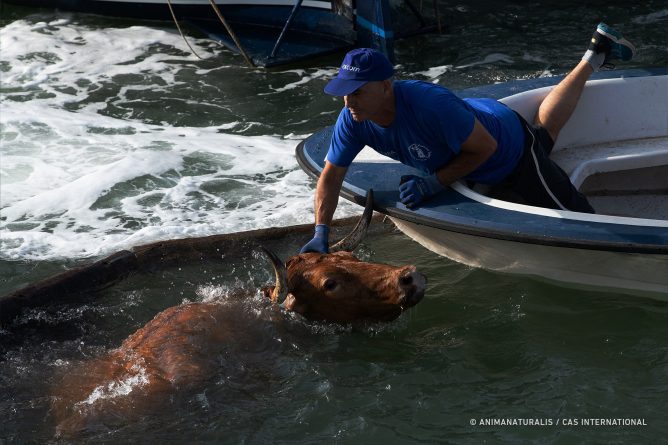 Protesta hoy en Dénia por el toro ahogado