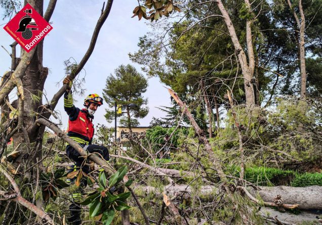 Un reventón térmico en Alicante arranca 16 árboles