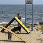 Las Mascotas de Alicante Deciden Plantar Toallas en las Playas Alicantinas