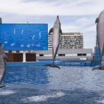 Por un Oceanográfico sin delfines en cautividad