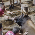 Un toro herido es embolado en una exhibición en el Grau de Castelló