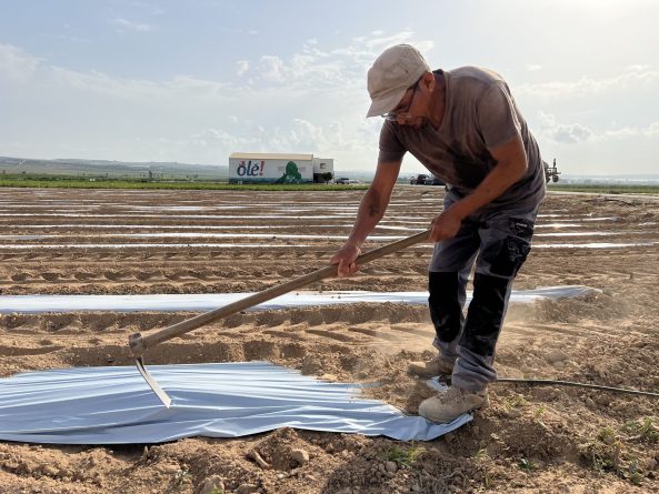 Los principales exportadores de alcachofa instalan un sistema innovador que ahorra hasta un 25% de agua en el cultivo