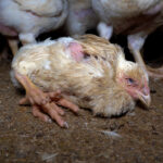 Nuevas escalofriantes imágenes de la industria del pollo