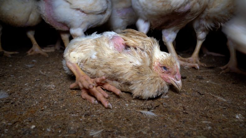 Nuevas escalofriantes imágenes de la industria del pollo