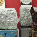 Kata, el Héroe Perro Policia de Alicante, Hace un Nuevo Hallazgo: Intercepta 15 kilos de Marihuana Destinados a Rumanía