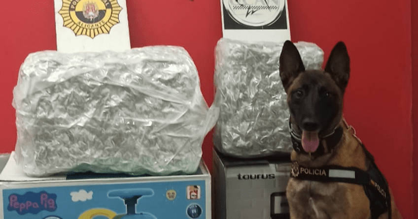 Kata, el Héroe Perro Policia de Alicante, Hace un Nuevo Hallazgo: Intercepta 15 kilos de Marihuana Destinados a Rumanía