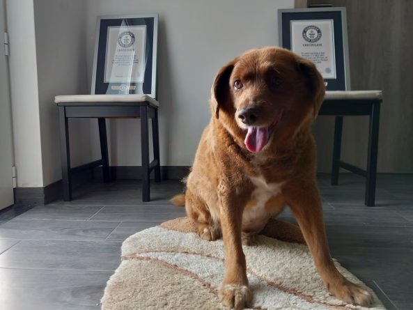 Muere a los 31 años ‘Bobi’, el perro más longevo del mundo