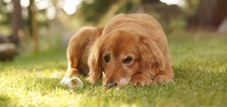 Preocupación en Corredurías y Propietarios de Perros por el Seguro Obligatorio de la Ley de Bienestar Animal