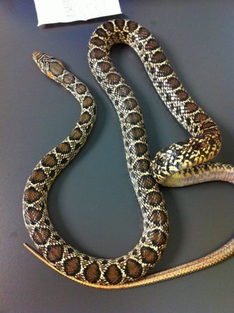 Una serpiente capaz de matar ciervos cae desde una terraza en Alicante