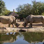 Muere el rinoceronte macho de BIOPARC Valencia