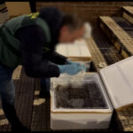 Detenido por tráfico y comercio ilegal de 170 kilos de angulas vivas en Guadalajara