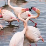 Protejamos a los flamencos de la Albufera