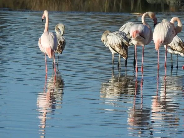 flamencos de la Albufera