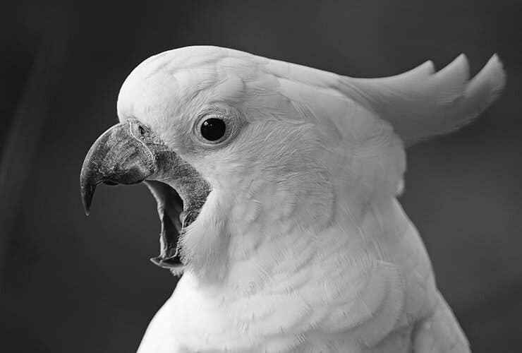 Cacatúas como Mascotas