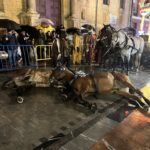 Se sigue abusando de los animales en las cabalgatas infantiles de Reyes