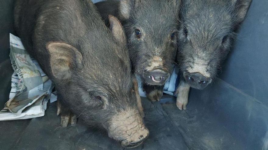 De la Fama a la Infamia: La Transformación del Cerdo Vietnamita en España