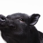 La Transformación del Cerdo Vietnamita: De Mascotas Populares a Especies Prohibidas en España
