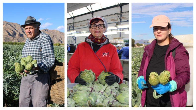 La alcachofa de la Vega Baja lanza ‘Historias con corazón’, una reivindicación del trabajo en la huerta a través de 3 generaciones