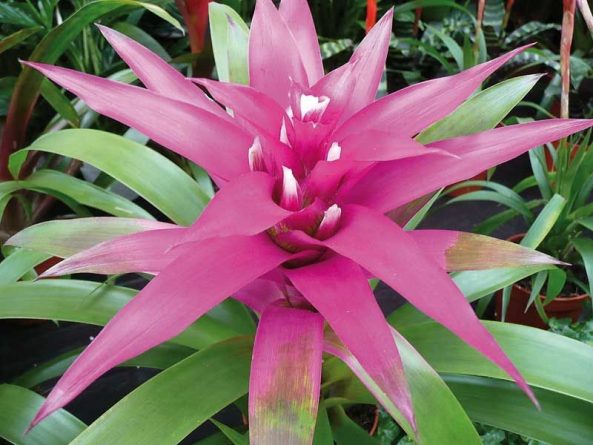 Cómo cuidar las bromelias en casa: consejos y recomendaciones para una planta tropical radiante