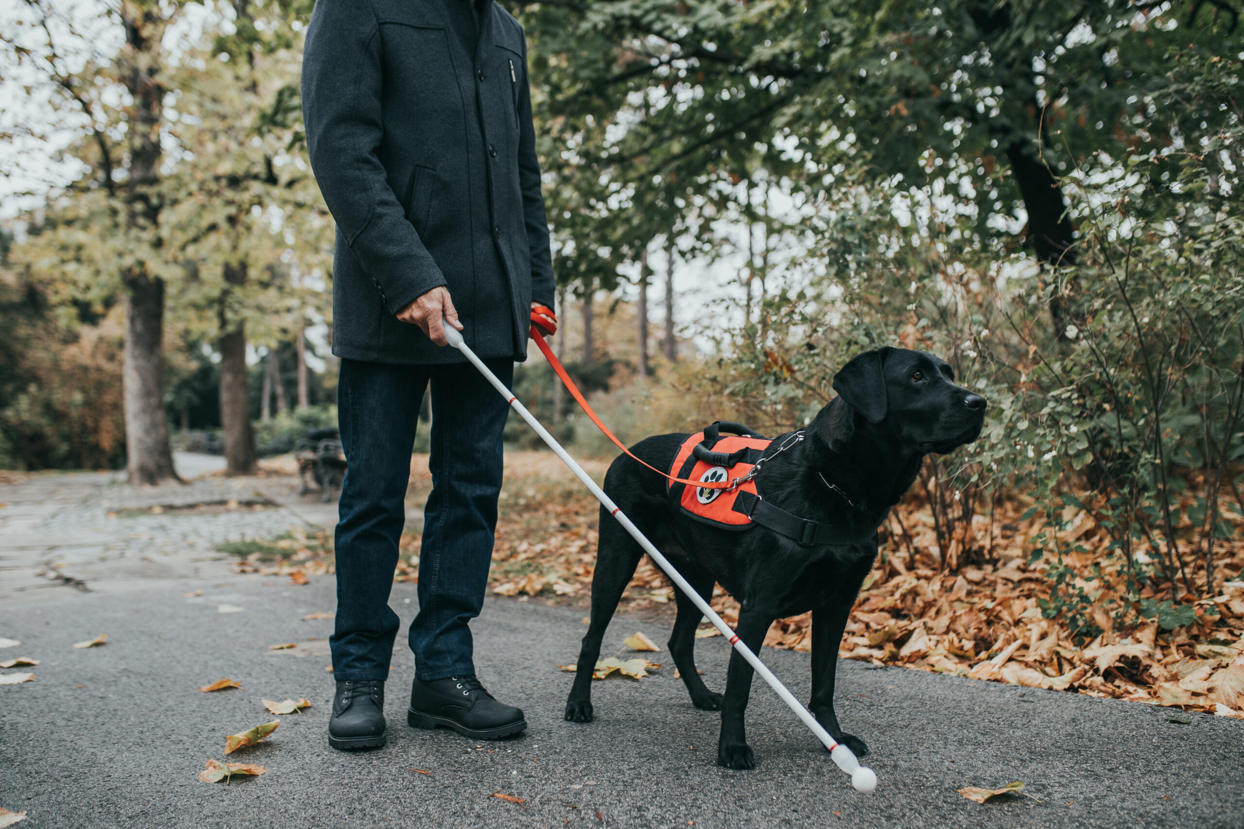 Perros guías y otros profesionales caninos que trabajan al lado de los humanos