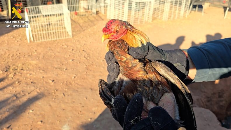 Localizados más de cien animales con síntomas de maltrato en Valencia