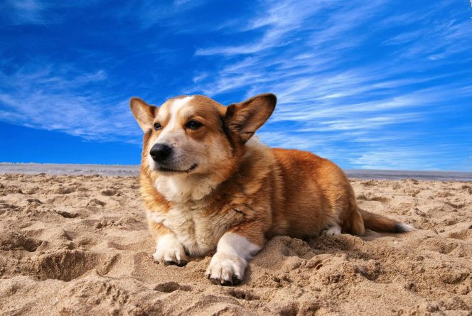 PACMA quiere más playas para perros para fomentar el "turismo canino"