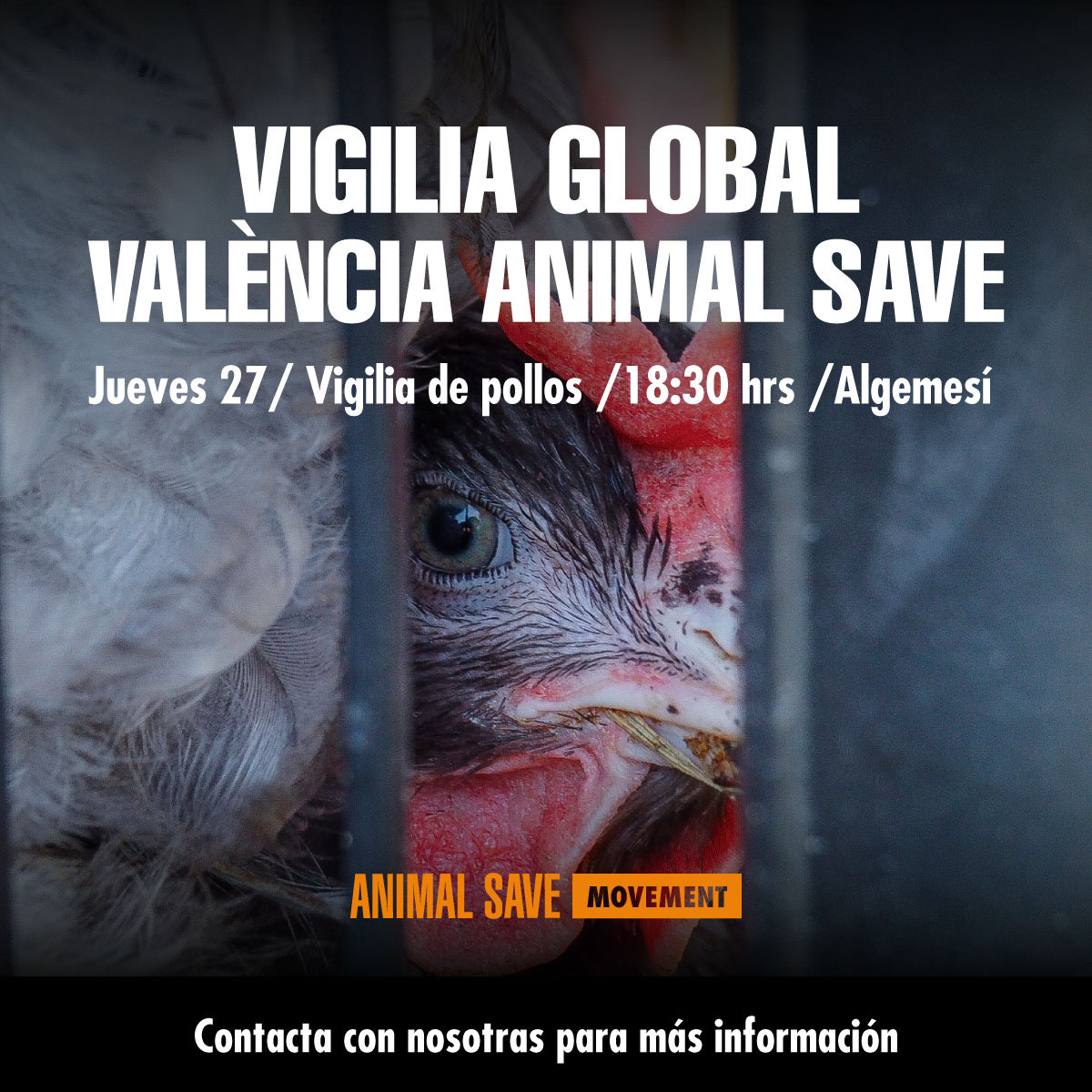 Valencia una línea silenciosa contra el transporte de animales vivos