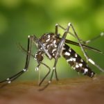 Mosquitos en casa: ¿Cuántas noches pueden durar?